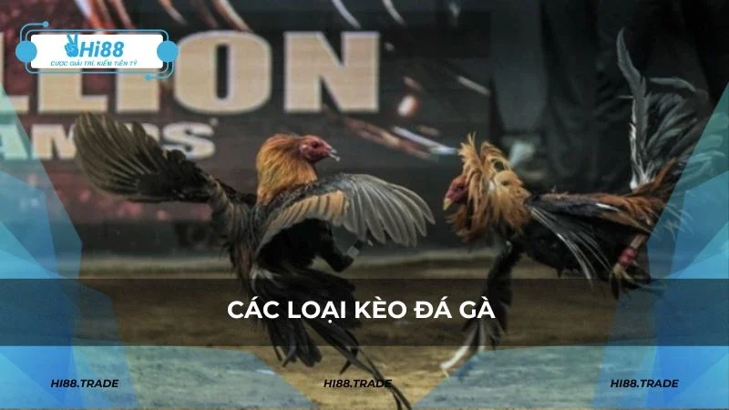 Các loại kèo đá gà