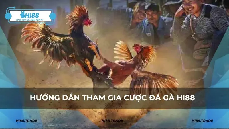 Hướng dẫn tham gia cược đá gà HI88 an toàn